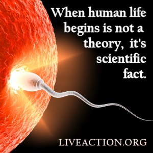 When human life begins