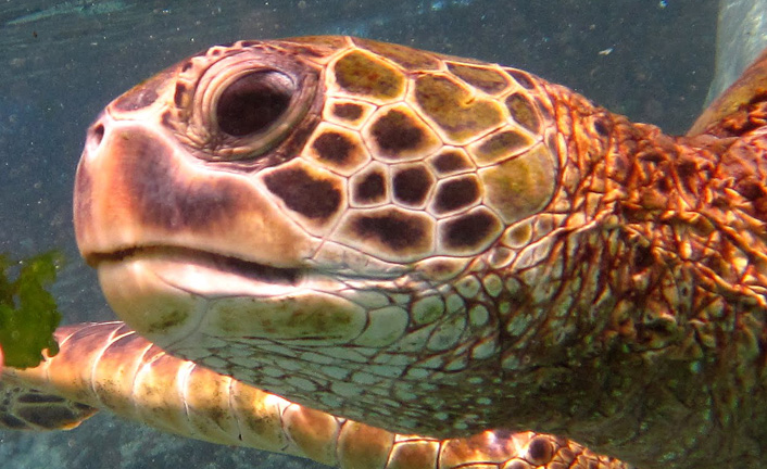 God’s Artistry in Giant Sea Turtles - Eternal Perspective Ministries